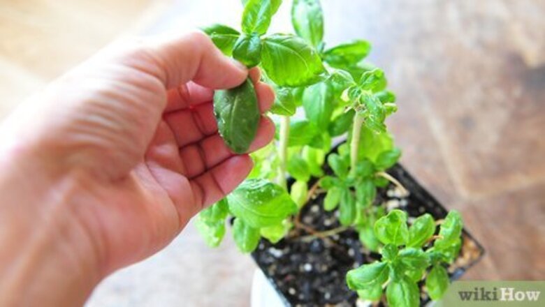 How to Freeze and Preserve Herbs in Olive Oil