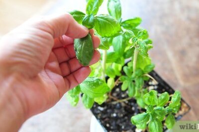 How to Freeze and Preserve Herbs in Olive Oil