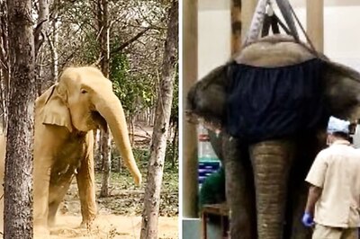 Hot Oil Massage, Jacuzzi & Ragi Ke Laddoo: Vantara’s Rescue Camp Provides Second Chance at Life to Over 200 Elephants