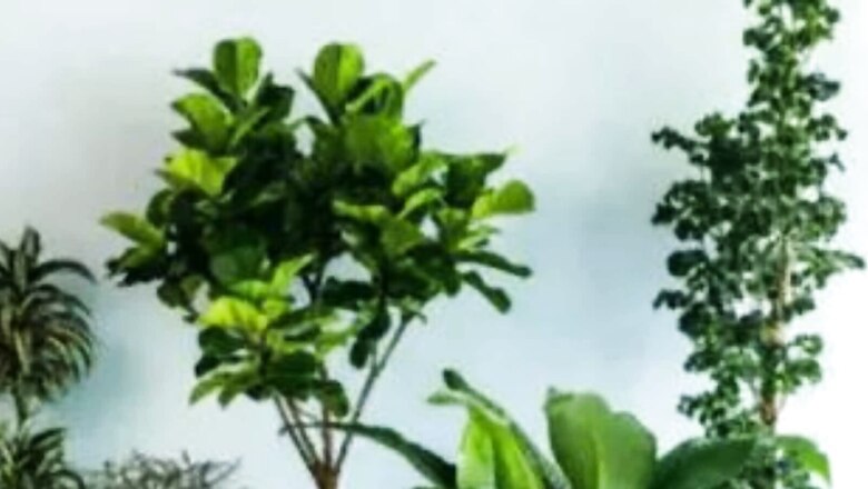 Scientists Discover A New Gene To Protect Plants From Common Diseases