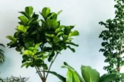 Scientists Discover A New Gene To Protect Plants From Common Diseases