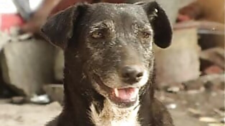 Man eats dog's heart to 'prevent rabies' after bite