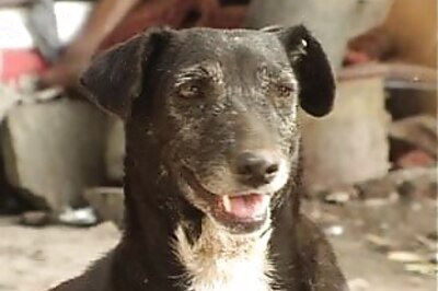 Man eats dog's heart to 'prevent rabies' after bite