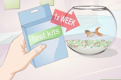 How to Keep a Goldfish Alive