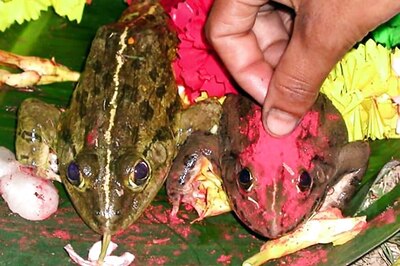 In Karnataka's Bizarre Frog Wedding to 'Invoke' Rain Gods, Invitation Cards Sent, Ceremony Held at Hotel
