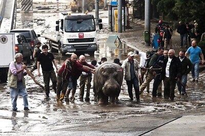 Zoo animals roam loose in Georgia's capital after flooding