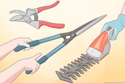 How to Prune Knockout Roses