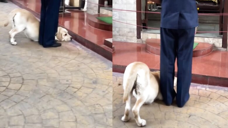 Dog Bows Down Before Lord Ganesha Idol Outside Temple in Viral Video