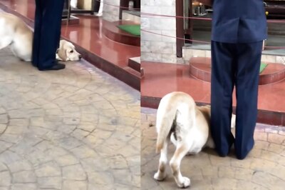 Dog Bows Down Before Lord Ganesha Idol Outside Temple in Viral Video