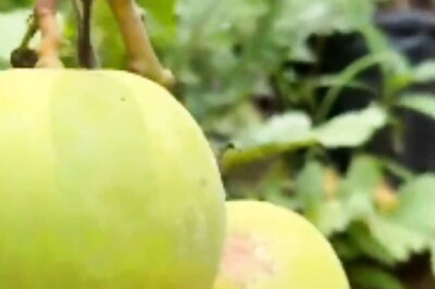 Udupi Farmer Earns Rs 3 Lakh Selling Just 1 Kg Of Japanese Mango