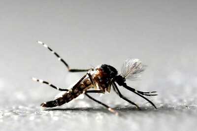 Homeopathy Can Help in Combating Malaria, the Deadly Mosquito-borne Disease