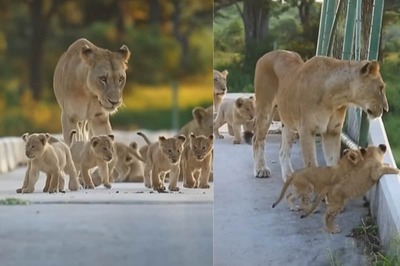 This Video of Lioness Guiding Her Cubs Across Bridge Is Cuteness Overload
