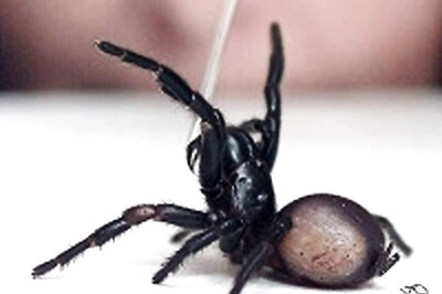 Spider Venom May Offer Hope to Stroke Victims
