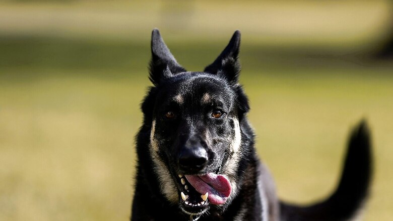 Stray Dog Goes on Biting Spree in Bihar’s Ara, Attacks 70 People