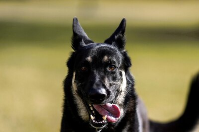 Stray Dog Goes on Biting Spree in Bihar’s Ara, Attacks 70 People