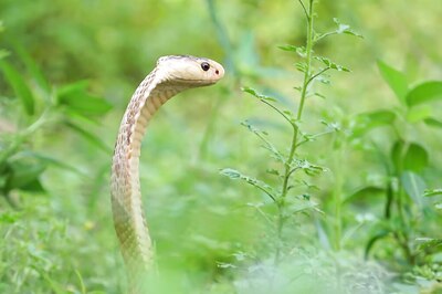 As Monsoon Increases Snakebite Risk in UP, Experts Say Most Deaths Caused by Heart Attacks, Not Venom