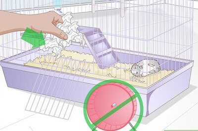 How to Care For a Mother Hamster and Her Babies