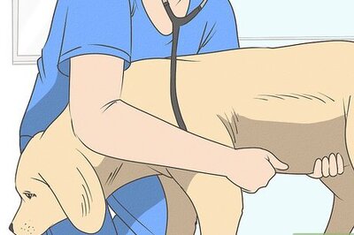 How to Help Your Dog After Giving Birth