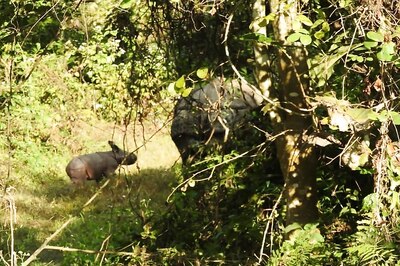 Baby Rhino Born in Manas National Park Brings New Year Cheer for People of Assam