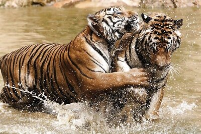 Tiger Range Countries Adopt Resolution To Boost Big Cat Numbers