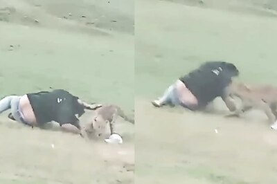 ‘Come, Come, Come…': 3 Men Tease Leopard In MP's Shahdol, Then It Mauled Them | Video