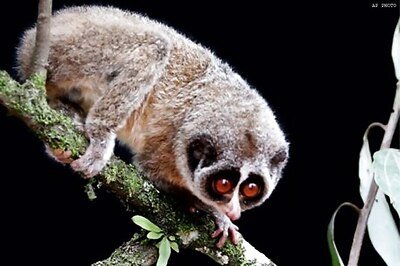 Animal feared extinct turns up in Lanka forest