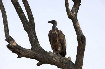 Vulture Population in India Down by 99.95% Since the 1980s, Government Tells Parliament