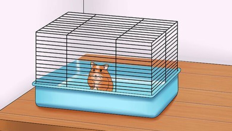 How to Make Your Hamster Trust You