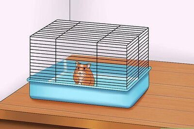 How to Make Your Hamster Trust You