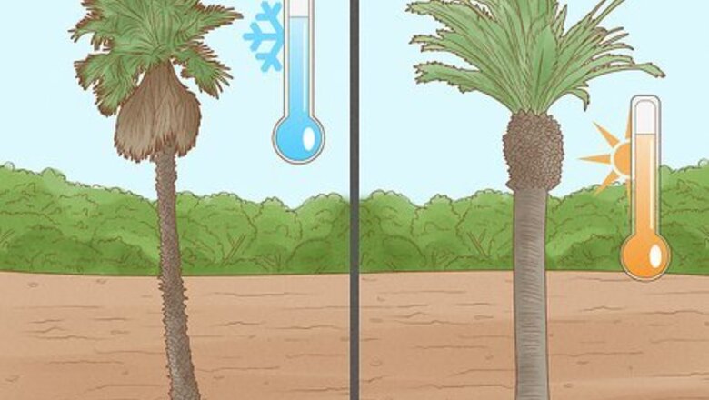How to Plant a Palm Tree