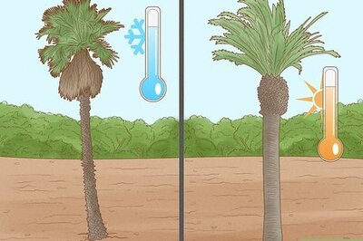 How to Plant a Palm Tree