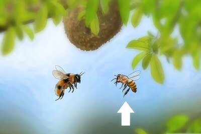 How to Get Rid of Killer Bees