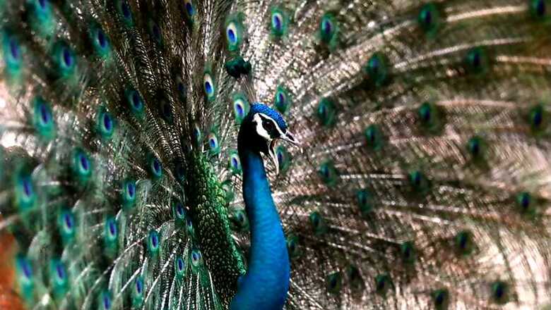 Sorry Judge, Peacocks Get Pregnant by Having Sex and we Have Proof