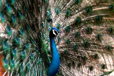 Sorry Judge, Peacocks Get Pregnant by Having Sex and we Have Proof