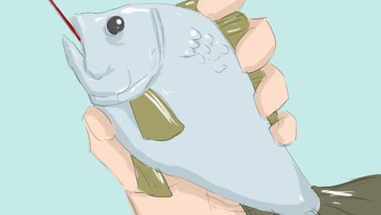 How to Disgorge a Fish