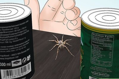 How to Identify Spiders