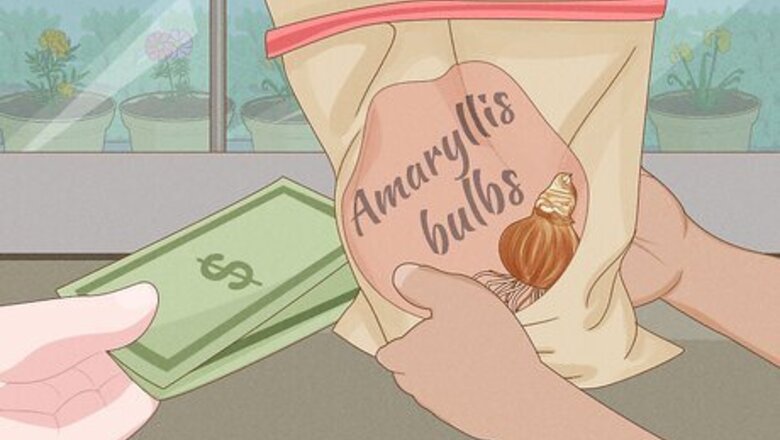 How to Care for Amaryllis Flowers