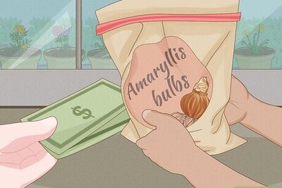 How to Care for Amaryllis Flowers