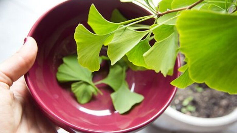 How to Make Gingko Tea