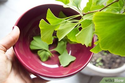 How to Make Gingko Tea