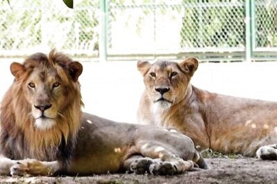 Bengal's Feline Couple Akbar & Sita Get New Names, VHP Claims Moral Victory