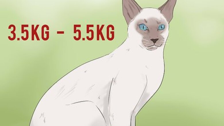 How to Identify a Javanese Cat