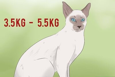 How to Identify a Javanese Cat