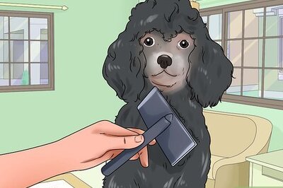 How to Groom a Poodle