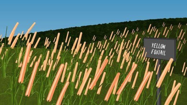 How to Choose Ground Cover Plants