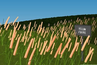 How to Choose Ground Cover Plants