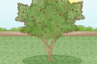 How to Harvest Pecans