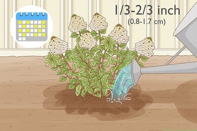 How to Care for Limelight Hydrangeas