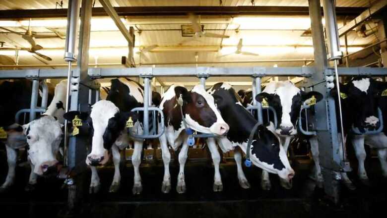 GCMMF Hails Govt's Decision to Create Separate Ministry for Animal Husbandry