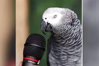 Watch: Parrot Makes Different Animal Sounds And Talks In English